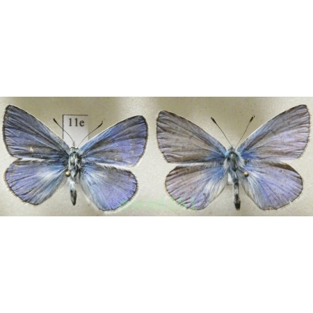 Polyommatus thersites (Cantener, 1835) 2xmale Poland11e